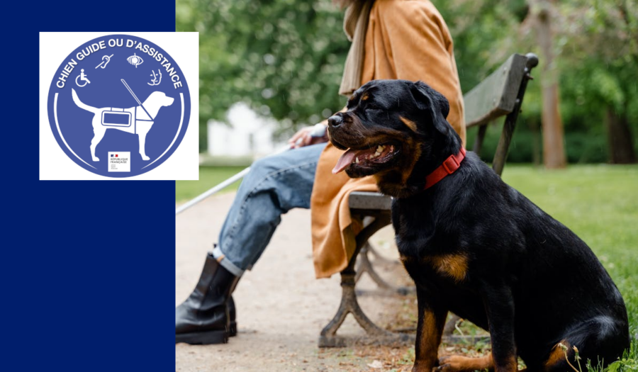 chien d'assistance mdph